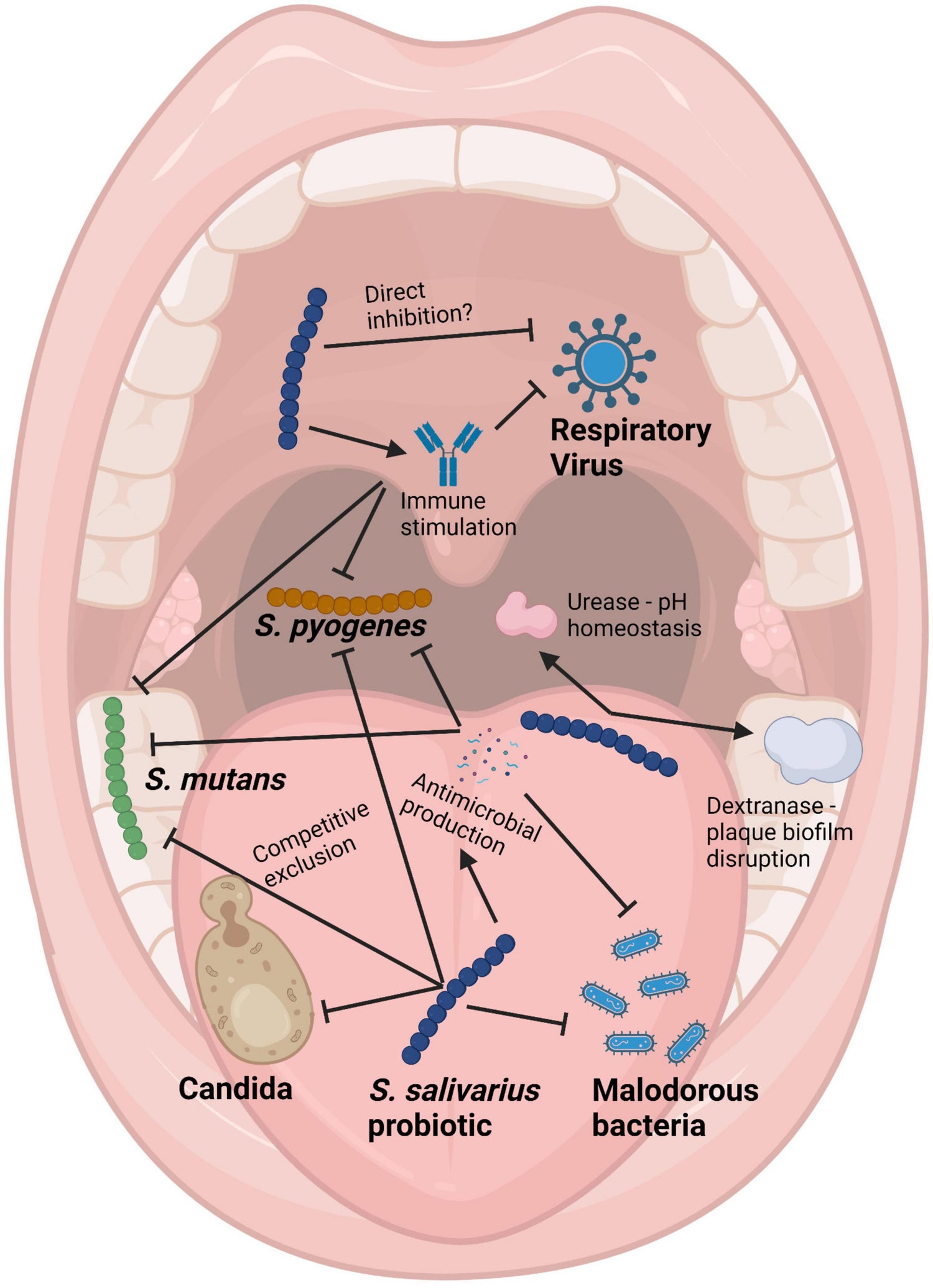 Oral Microbiology