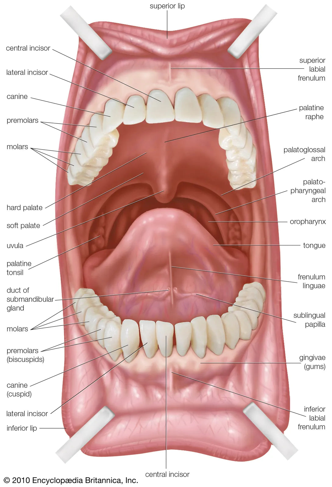 Oral Medicine and Pathology